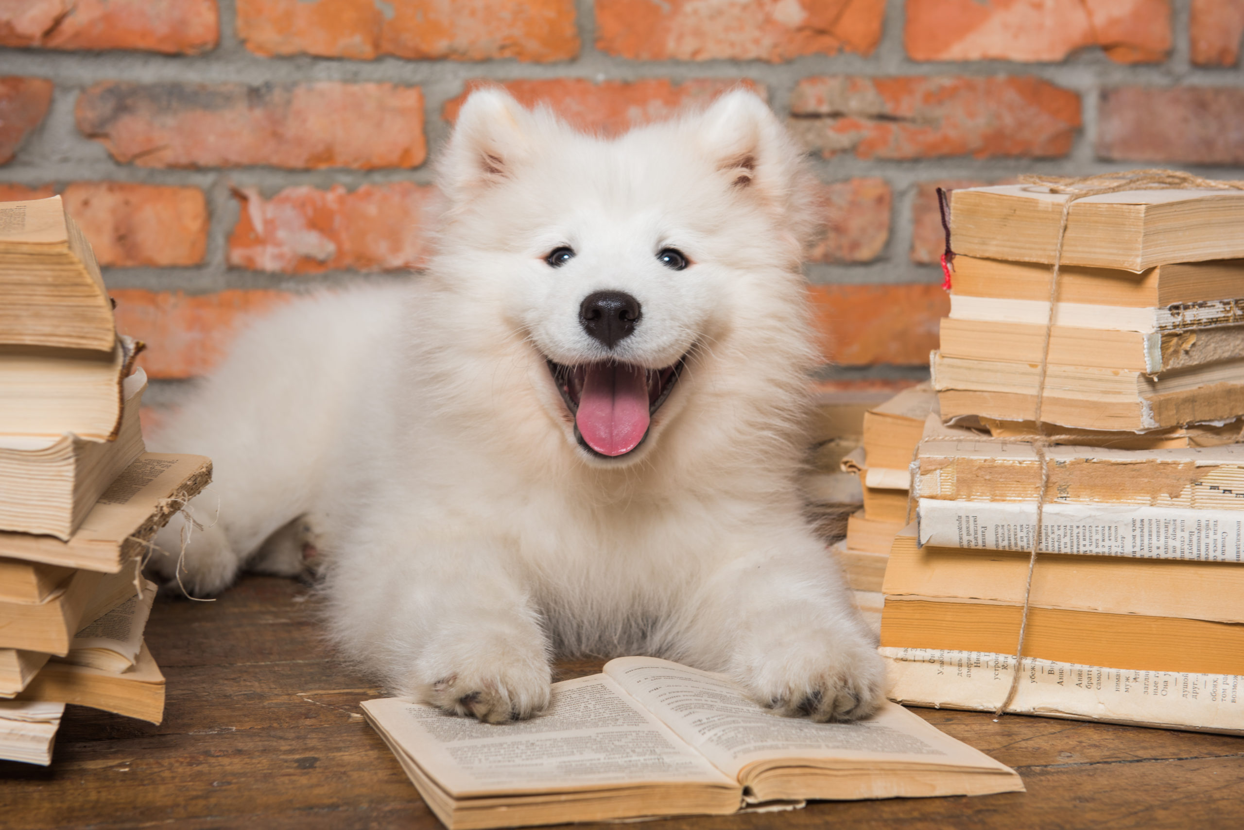 Funny white fluffy Samoyed puppy dog with book