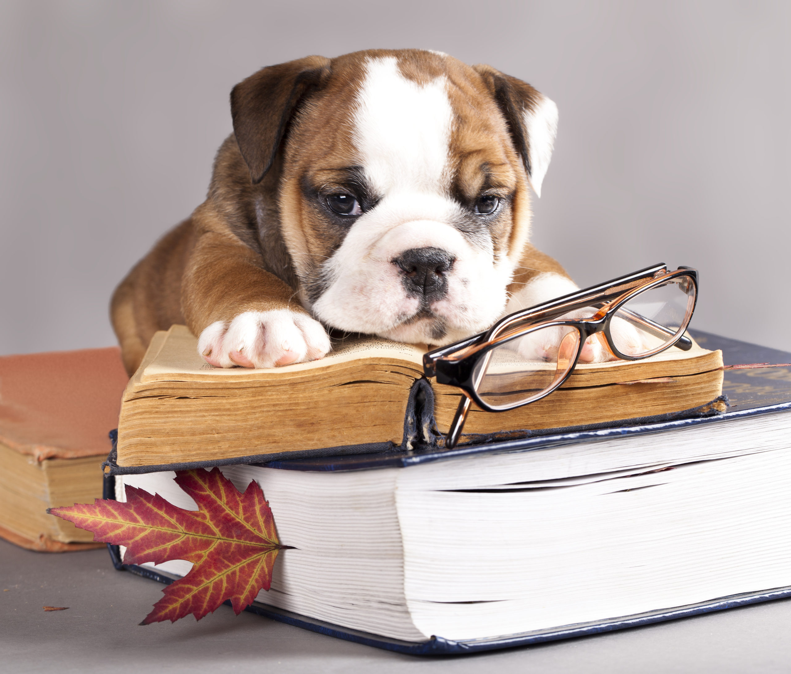 english Bulldog and book, and glasses