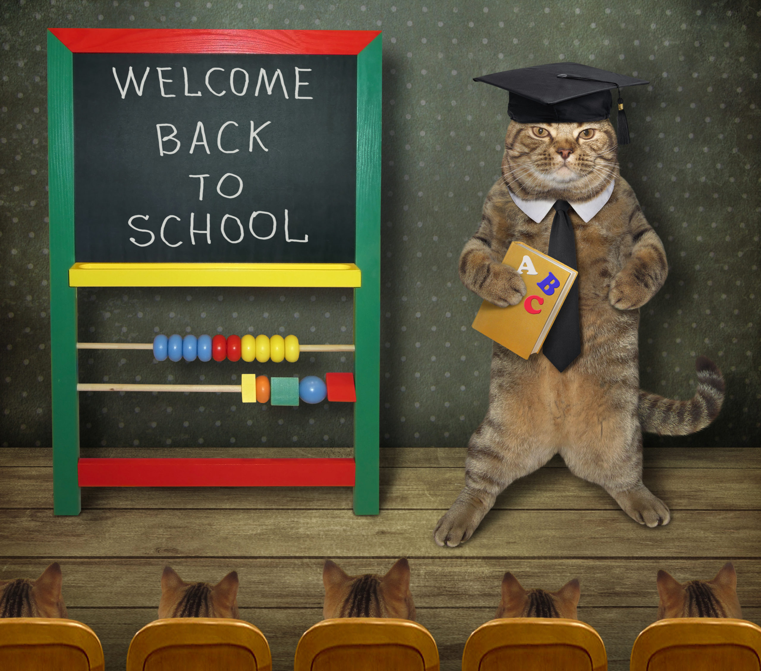 The cat teacher in a square hat is holding a book