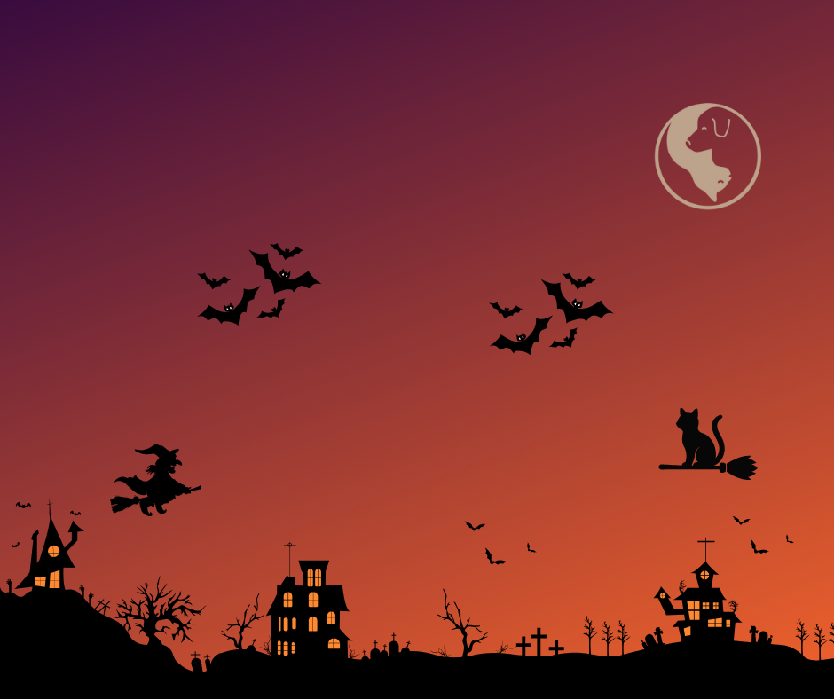 Votre chat peut vivre Halloween sereinement : aménagez un refuge et évitez déguisements et objets dangereux. 