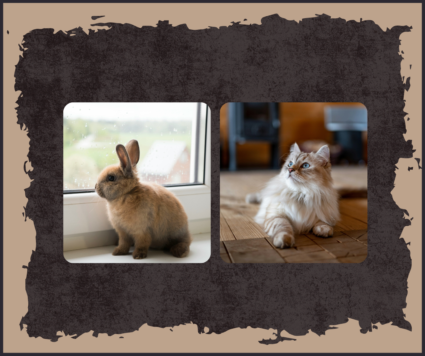Garde à domicile personnalisée pour votre chat ou votre lapin, dès janvier 2026 dans la région de Musson, Étalle, Saint-Léger, Virton et Habay.